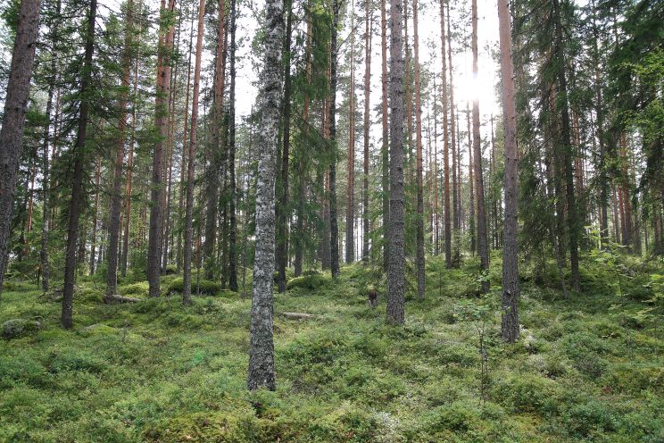 Metsä - Suomi elää metsästä